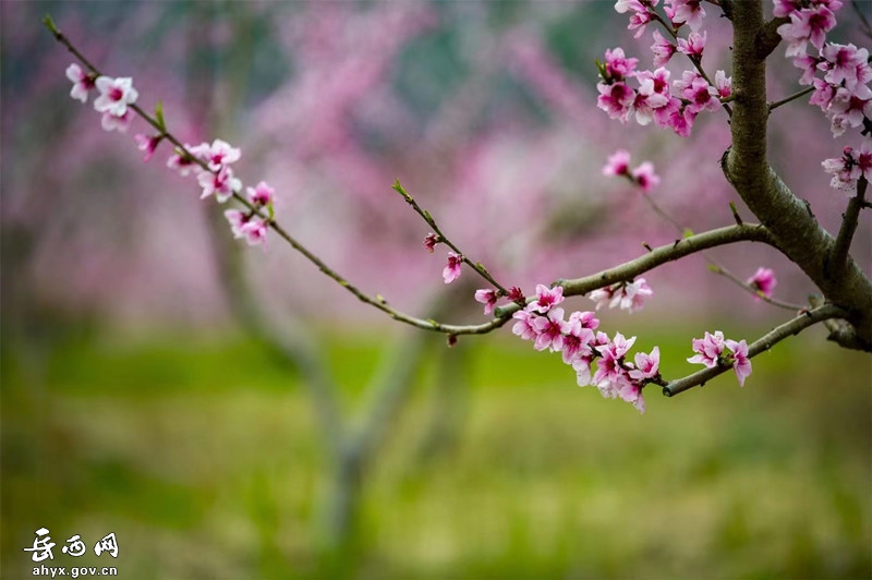 来榜镇横河村：百亩桃花开 灼灼绽芳华