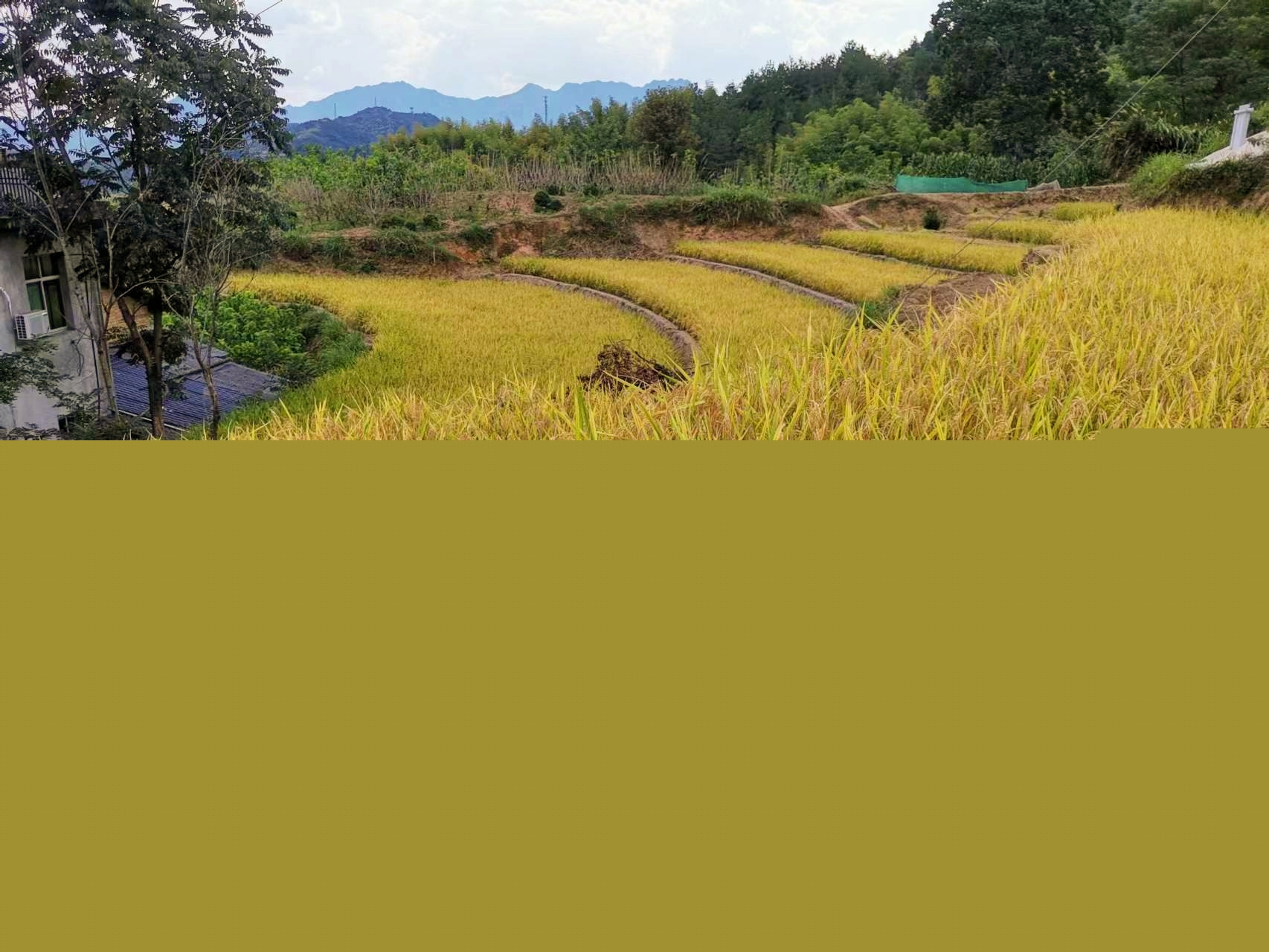 温泉镇新增耕地喜迎丰收